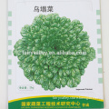 High germination rate Brassica Narinosa seeds Tatsoi seeds for Sale
